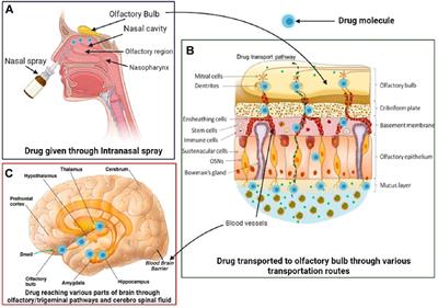 Nasal delivery of neurotherapeutics via nanocarriers: Facets, aspects, and prospects